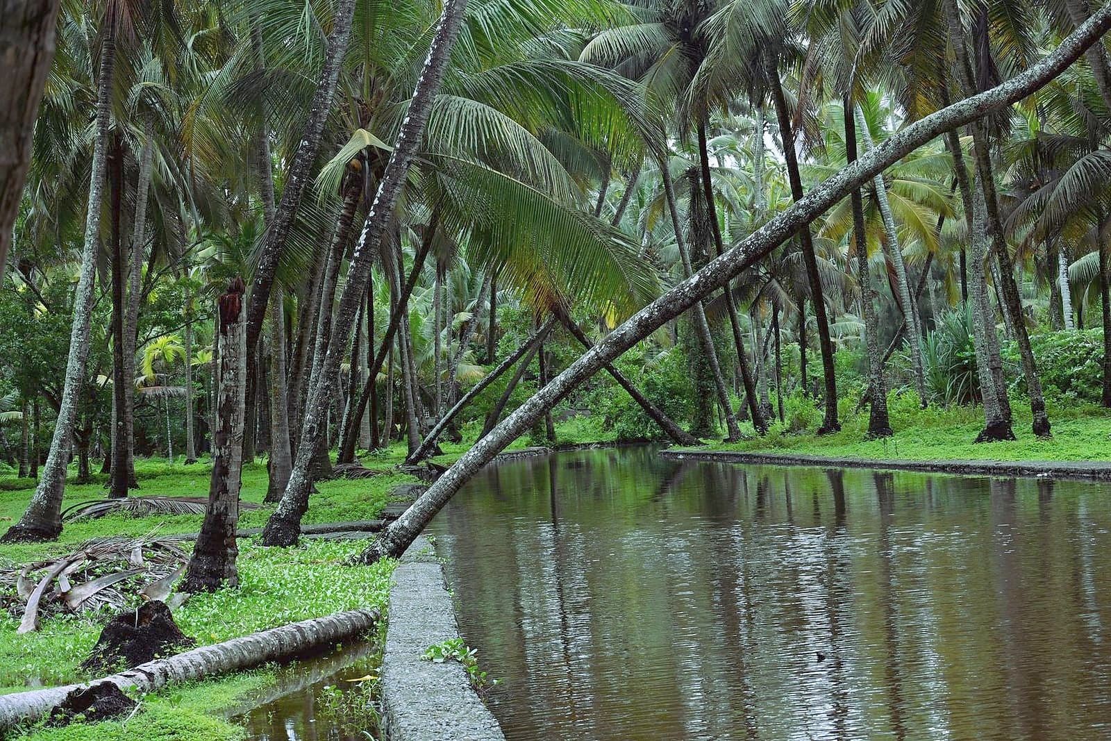 A canal among palm trees, Kerala